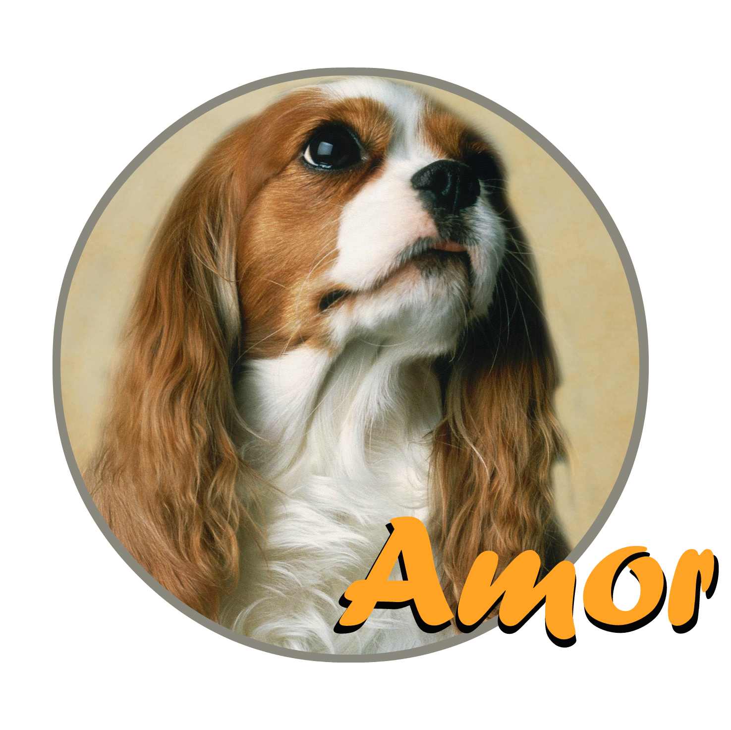 Amor / Cavalier / cavalierking.gr