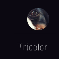 tricolor